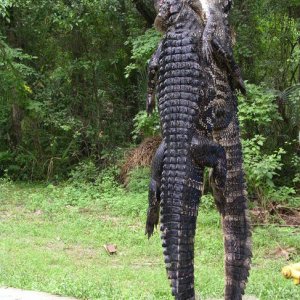 GATORS_2008_HUNT_1